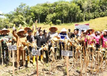 Panen raya jagung kuartal kedua kolaborasi polres Madina dan PT SMGP.