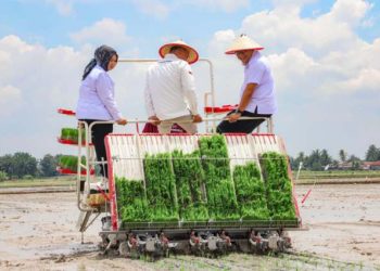 Bupati Deliserdang, dr H Asri Ludin Tambunan bersama Kepala Kantor Perwakilan Bank Indonesia Provinsi Sumatera Utara, Rudy Brando Hutabarat dan Wakil Bupati Langkat, Tiorita br Surbakti, menyaksikan penggunaan drone sprayer, Rabu (15/10/2025).